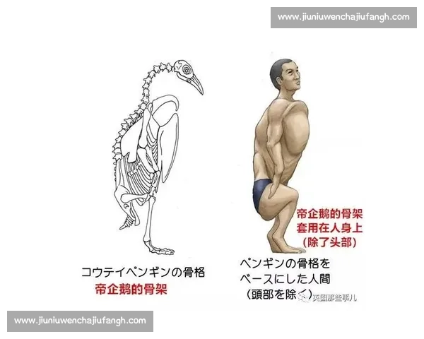 人类与袋鼠力量速度与智慧对决的极限生存想象实验全解析前瞻推演